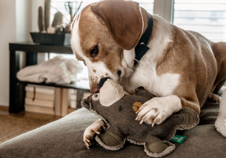 Einem Hund aus dem Tierheim ein Zuhause geben